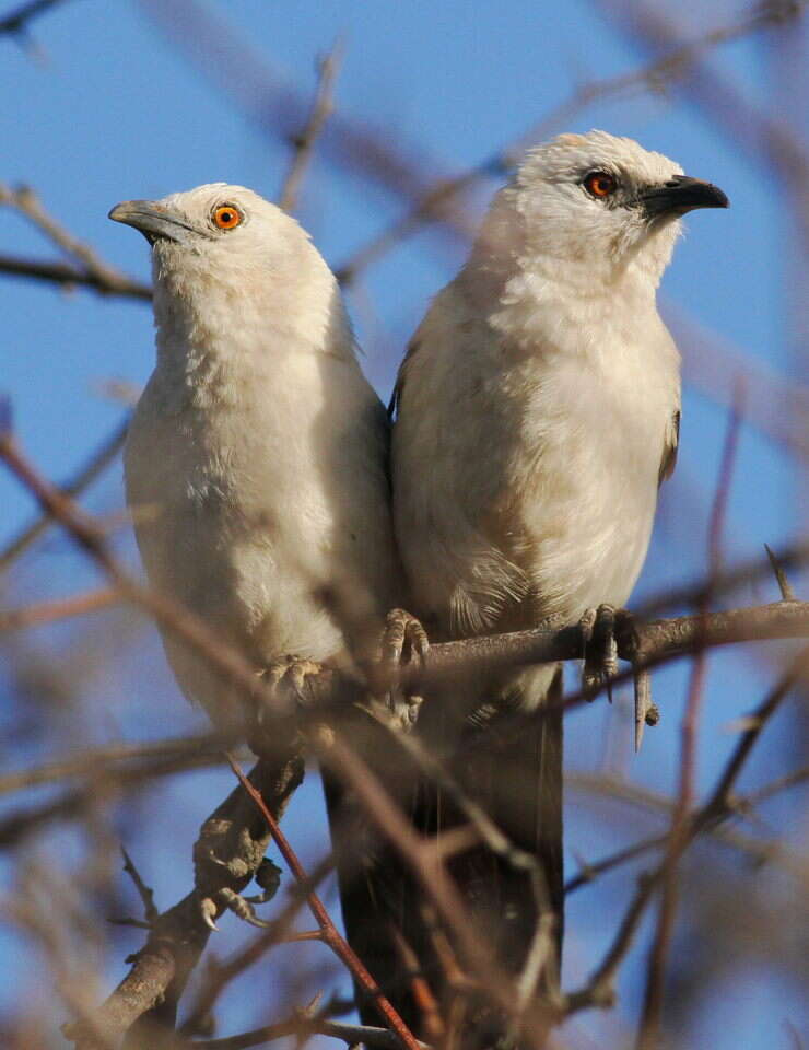 Image of Southern Pied Babbler