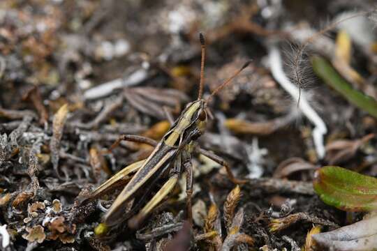 Aeropedellus clavatus (Thomas & C. 1873)的圖片