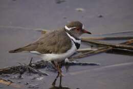 Слика од Charadrius tricollaris Vieillot 1818