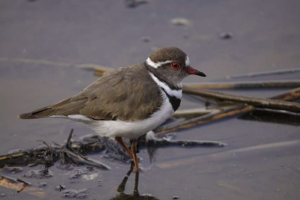 Image of African Three-banded Plover