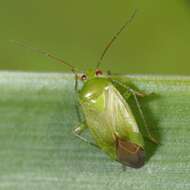 Apolygus spinolae (H. Meyer-Dur 1841) resmi