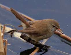 Image of African Reed Warbler