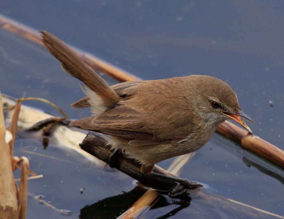 Image of African Reed Warbler