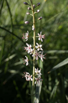 Image of Milky Loosestrife