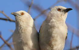 Image of Southern Pied Babbler