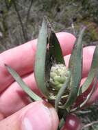 Image of Leucadendron flexuosum I. Williams