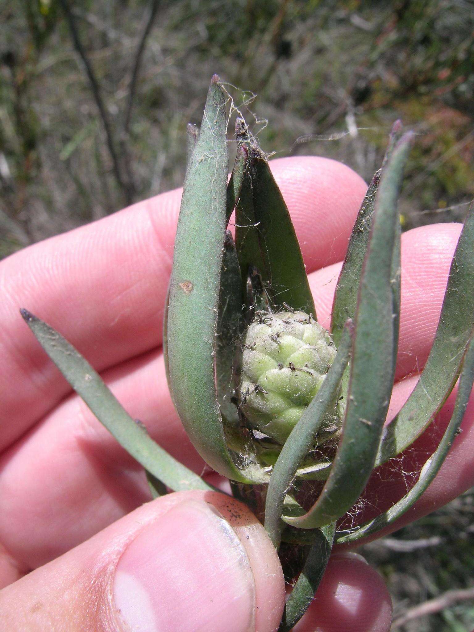 Image de Leucadendron flexuosum I. Williams