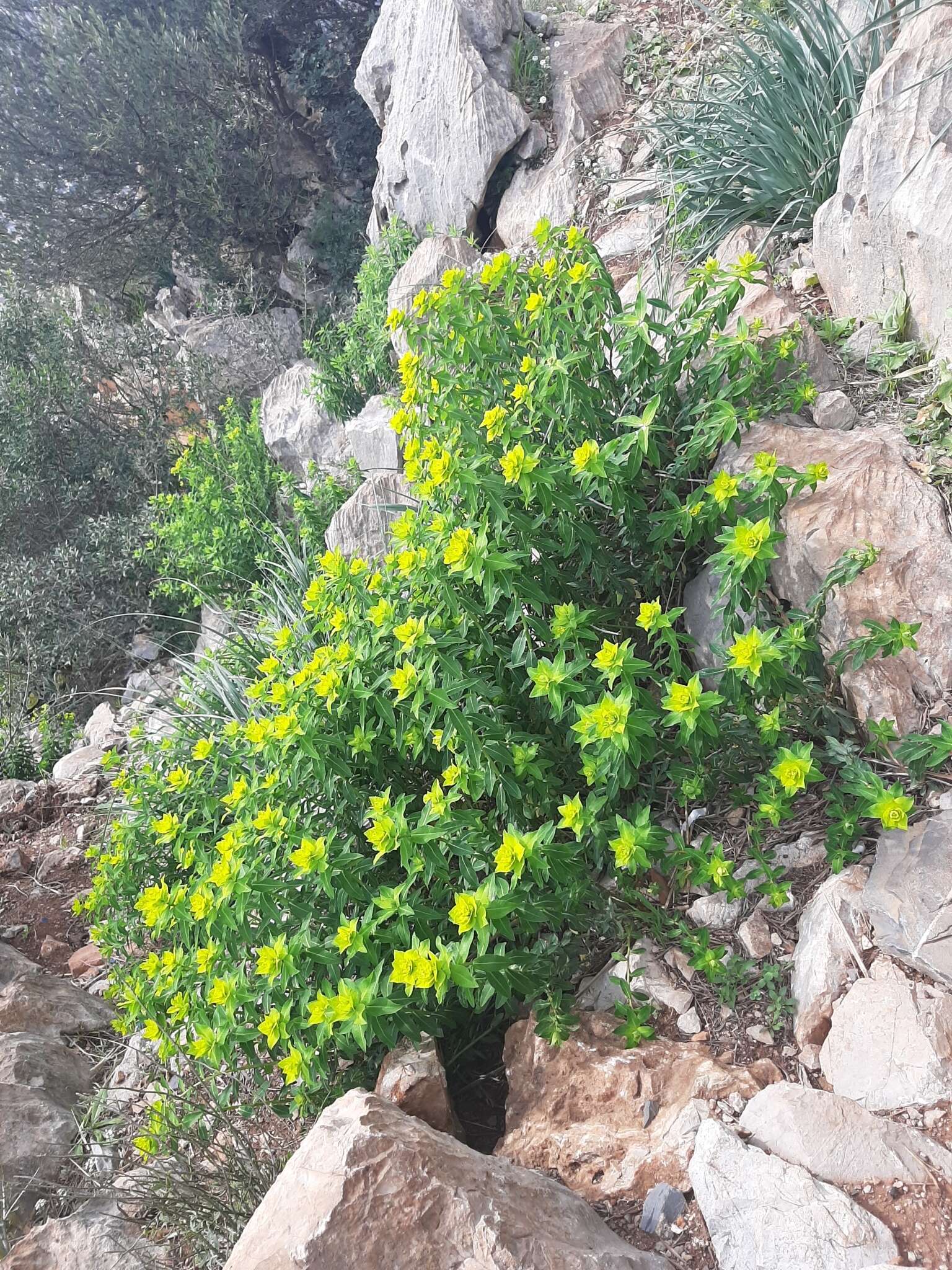 Imagem de Euphorbia clementei Boiss.