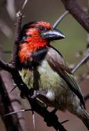 Image of Black-collared Barbet