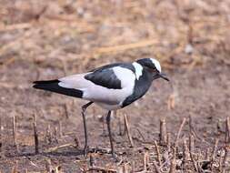 Image of Blacksmith Lapwing