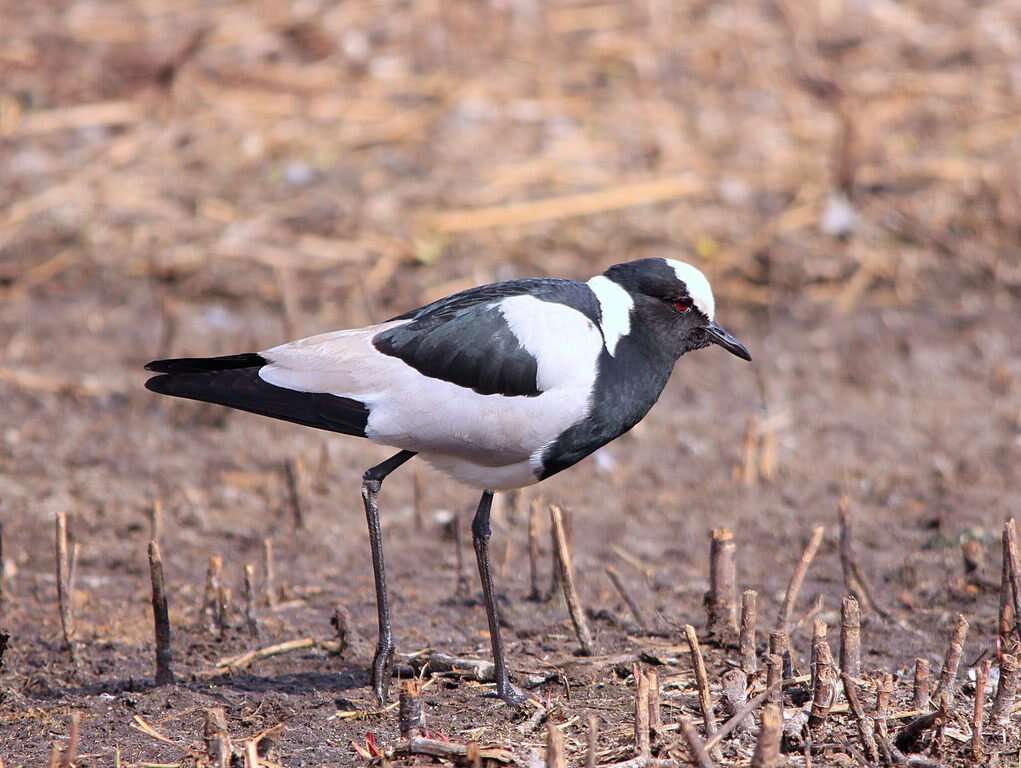 Image of Blacksmith Lapwing