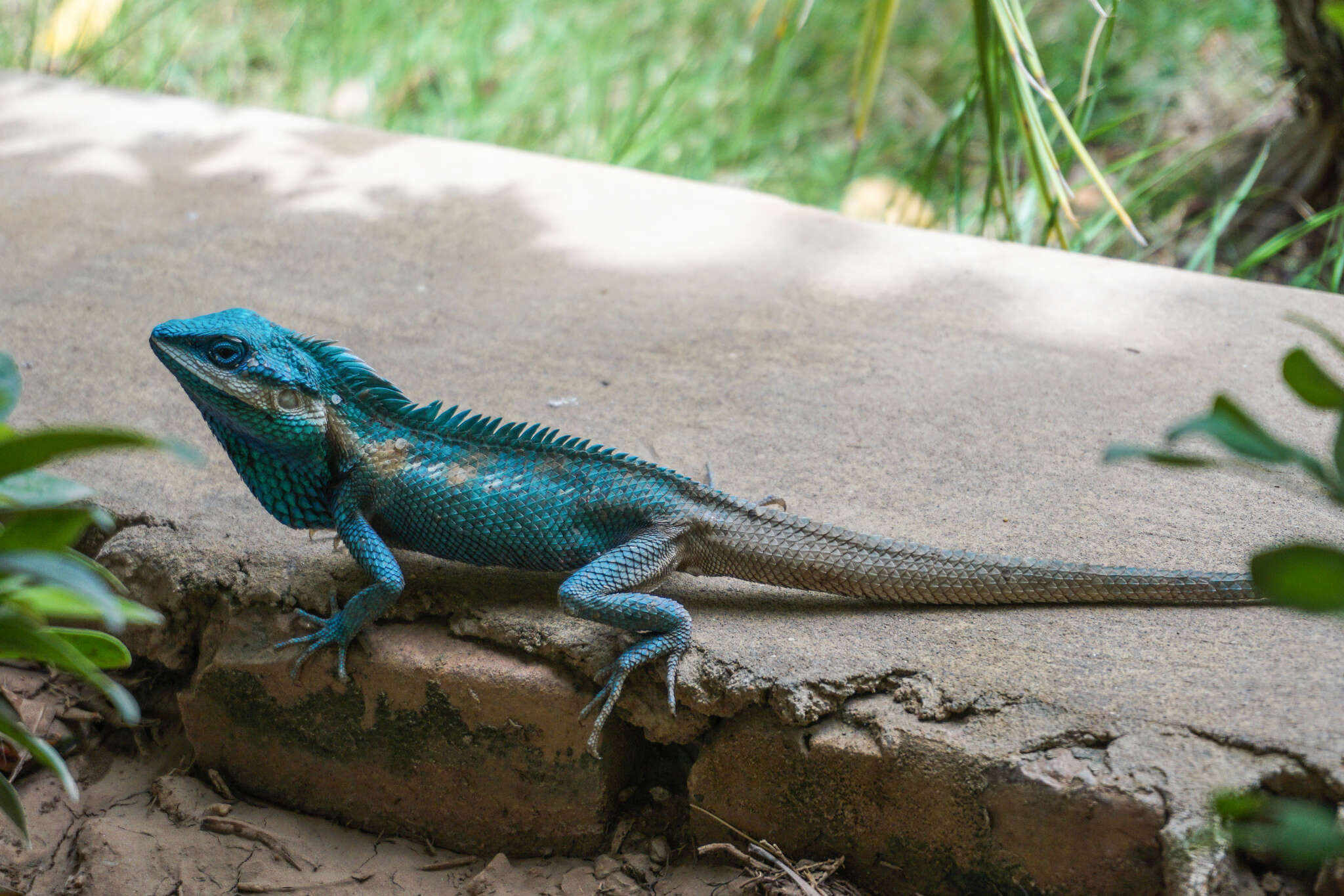 Calotes mystaceus Duméril & Bibron 1837 resmi