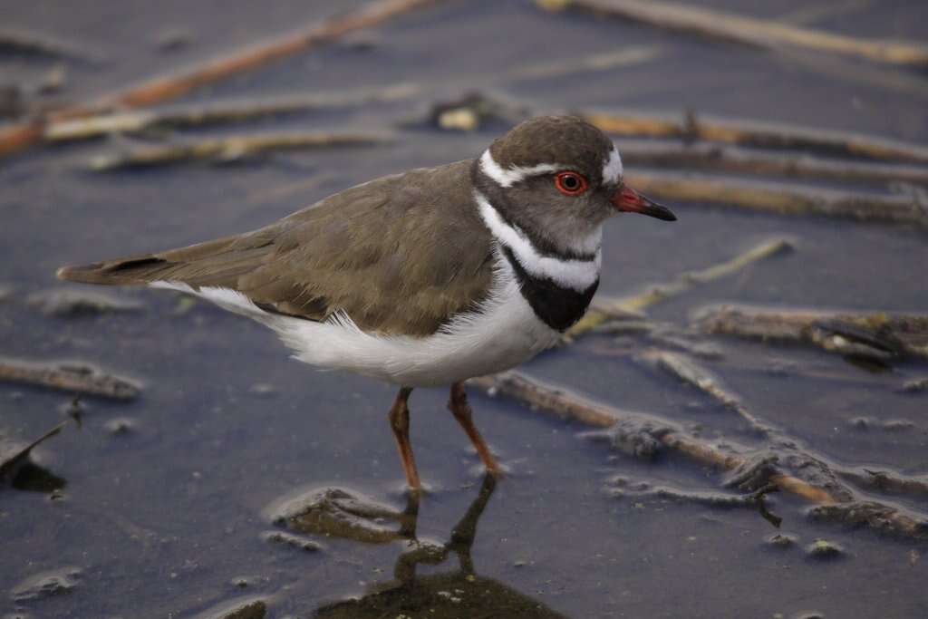 Image of African Three-banded Plover