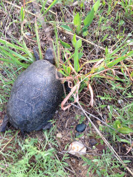 Image of Blanding's Turtle