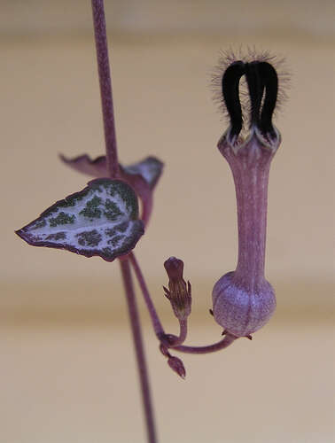 Image of Ceropegia collaricorona Werderm.