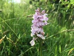 Image de Dactylorhiza maculata subsp. ericetorum (E. F. Linton) P. F. Hunt & Summerh.