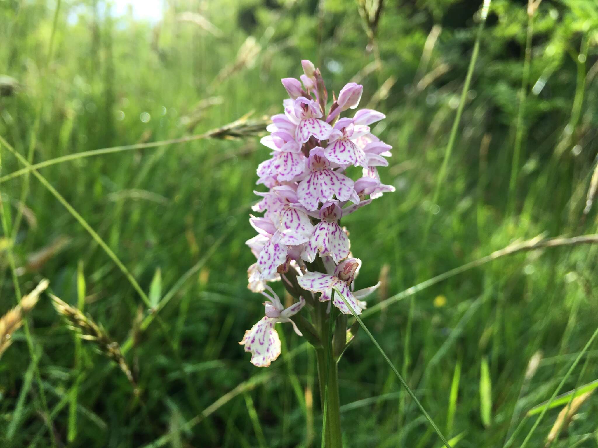 Image de Dactylorhiza maculata subsp. ericetorum (E. F. Linton) P. F. Hunt & Summerh.