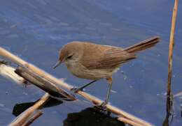 Image of African Reed Warbler