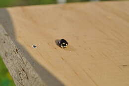 Image of Fifteen-spotted Lady Beetle