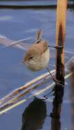 Image of African Reed Warbler