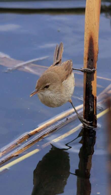 Image of African Reed Warbler