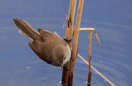 Image of African Reed Warbler