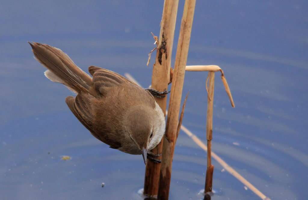 Image of African Reed Warbler