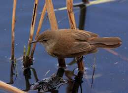 Image of African Reed Warbler
