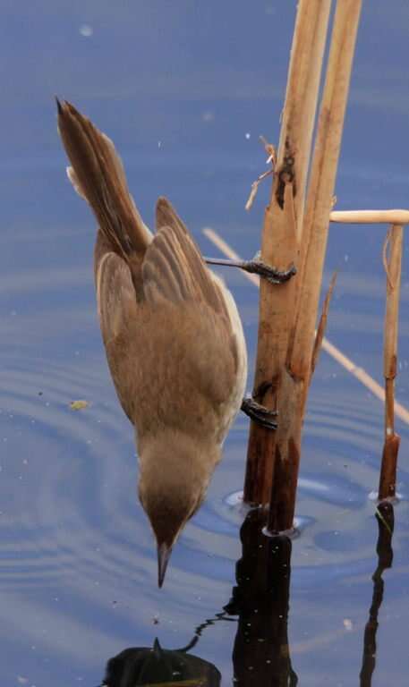 Image of African Reed Warbler