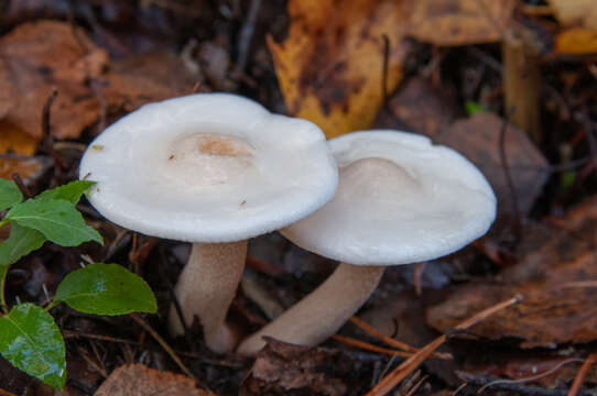 Image of Hygrophorus hedrychii (Velen.) K. Kult 1956