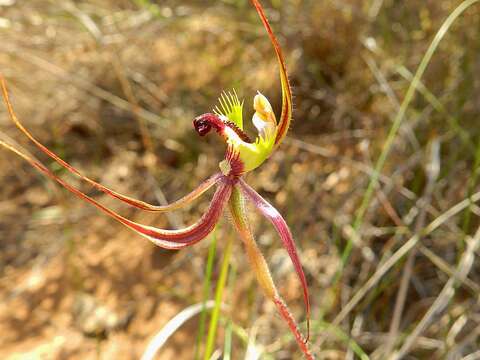 Image of Small mantis orchid