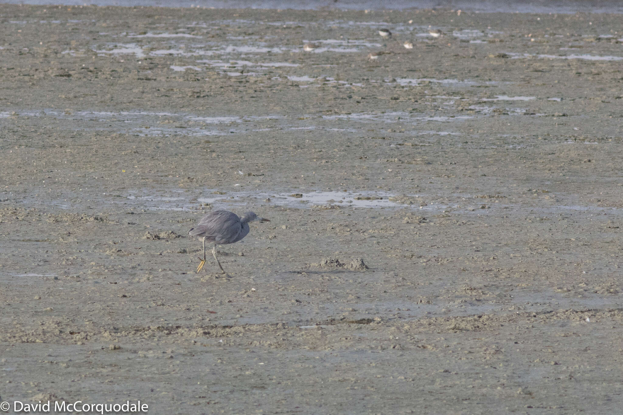 Image of Western Reef Heron