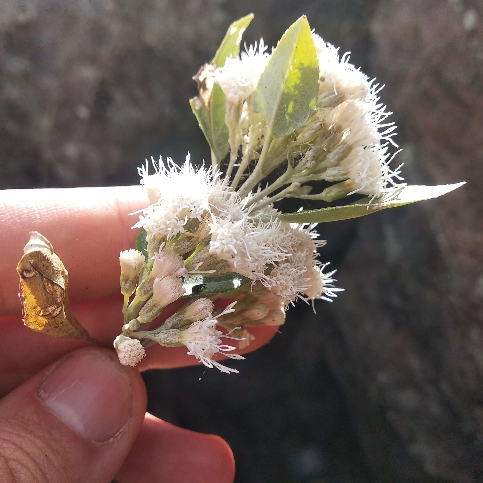 Image of Ageratina glabrata (Kunth) R. King & H. Rob.