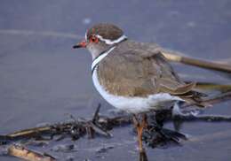 Слика од Charadrius tricollaris Vieillot 1818