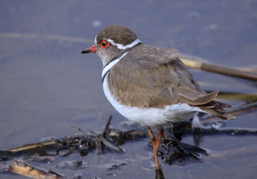 Image of African Three-banded Plover