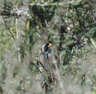 Image of Many-colored Chaco Finch