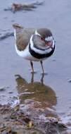 Image of African Three-banded Plover