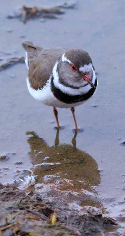 Слика од Charadrius tricollaris Vieillot 1818