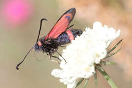 Image of Zygaena cuvieri Boisduval 1828