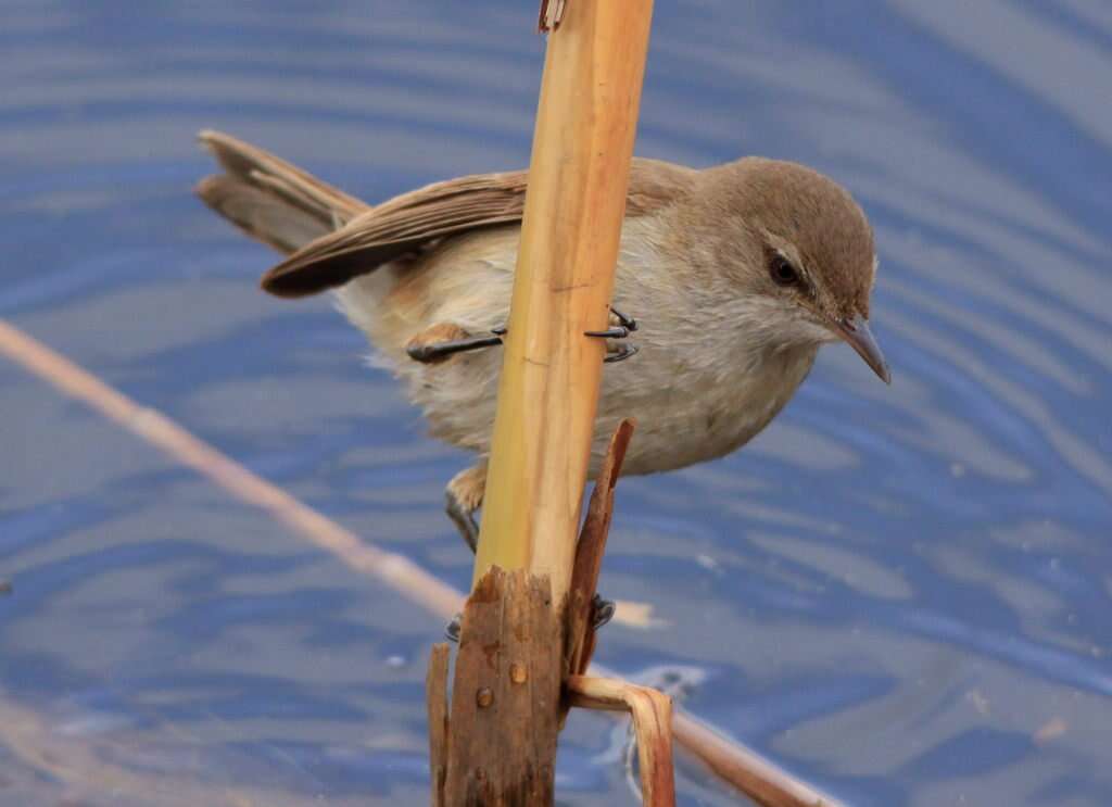 Image of African Reed Warbler