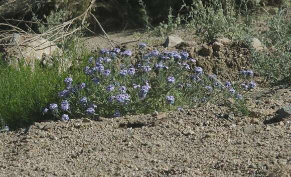 Image of southwestern mock vervain