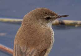 Image of African Reed Warbler