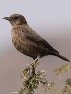 Image of Ant-eating Chat