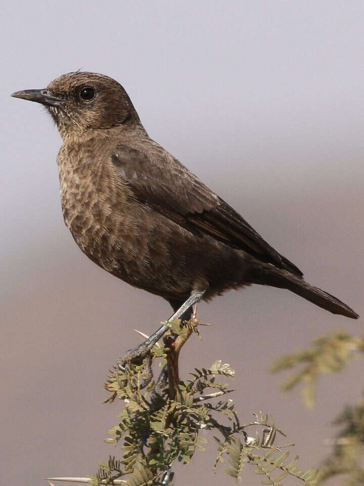 Image of Ant-eating Chat