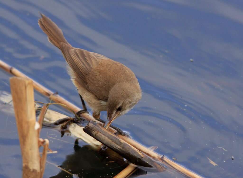 Image of African Reed Warbler