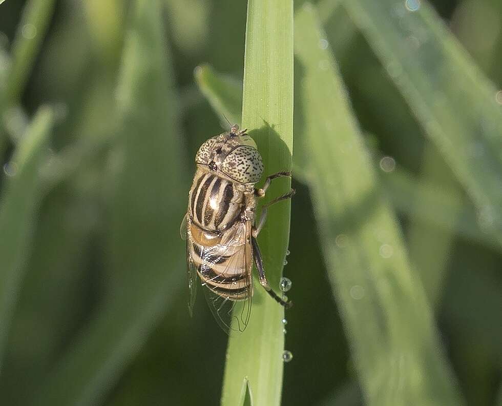 صورة Eristalinus megacephalus (Rossi 1794)