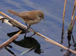 Image of African Reed Warbler