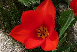 Image of Tulipa fosteriana W. Irving