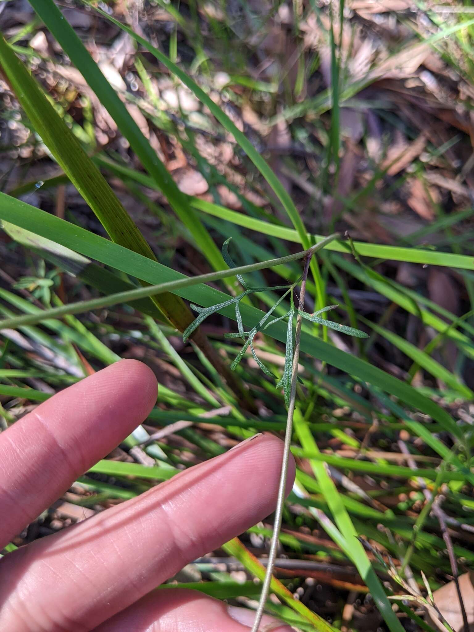 Image of Trachymene incisa subsp. incisa