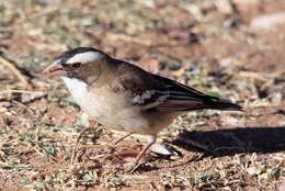 Image of sparrow-weaver